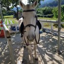 포니힐링관광민박 이미지