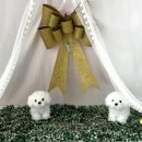 도도하개 이미지