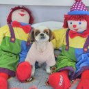 3094 | 부산 애견동반 여행 중 맡기기 좋은 곳! 송정 '라메르시오' 애견카페 이용 후기