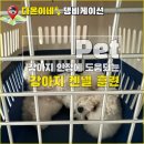 나의 강아지에게 | 강아지 켄넬 훈련 꼭 해야 할까? 성공 후기!