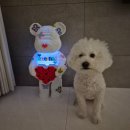 도그피아 애견 훈련 학교 | 프래들 애견학교 반려견 행동 성향 분석(BTA) 멍MBTI 후기｜강아지훈련 고민 해결 시작!