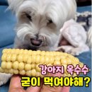 나온 | 강아지 옥수수 굳이 먹여야 할까? 응가로 그대로 나온 리얼 후기