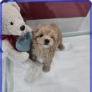 바른 애견 이미지