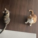 외동 캄보디아 식당 | 2303