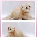 고양이 분양 제나캣 울산점 이미지