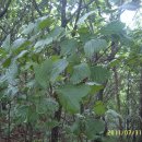 초수골약수터(상탕) 이미지