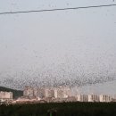 떼까마귀게스트하우스
