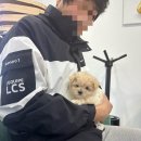 펫퍼스트 24시 강아지분양고양이분양 용인점 이미지