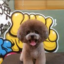 도그핏애견샵 이미지