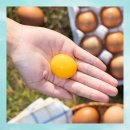 행운유정란 이미지