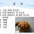 조실성 박피 호두나무 이미지