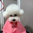 놀러와캣독 이미지