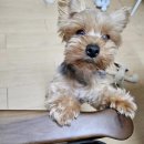 왕십리조은동물병원 이미지