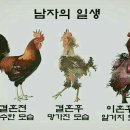 꼬끼오 이미지