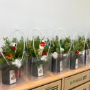 목화유치원 | 군포 의왕 성남 위례 유치원 겨울체험 정서발달 활동 12월 크리스마스 원예 수업 생화 미니 트리 만들기 🎄