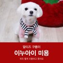 아이펫살롱 | 말티즈 구름이 :: 홍대 애견미용 이누아이 다녀왔어요