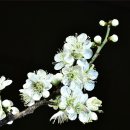 봄의기운 이미지