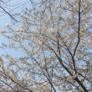 고내천변로 이미지