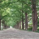 티라시아 이미지