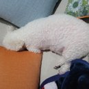 깔끔하개 이미지
