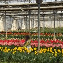 흙뿌리 농장 | (단체/농장) 흙 만지며 튤립 수확하는 특별한 어린이집 체험🌷