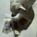 멈머다냥 이미지