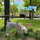 옆집강아지 | 부산 강아지 산책하는 호텔♬ 사진폭발! 단골 댕댕이들 호텔 후기~