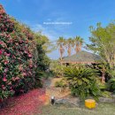 제주 야자원 이미지