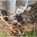 낙원분식 이미지