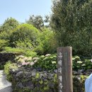 제주 휴애리 수국축제 5월 개화 상황, 백한철 꽈배기 후기
