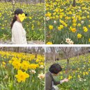 4월 화담숲 봄 수선화 축제 벚꽃 개화시기 생생 후기