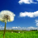 민들레홀씨 이미지