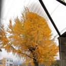 원조안의갈비 삼일식당 이미지