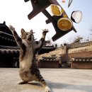 배부른고양이 이미지