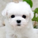예쁜강아지 이미지