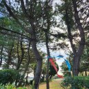 소화1리밭들경로당 | [제주도] 올레길 4코스 걷기 19km 트래킹(표선 해수욕장 ~ 세화마을 ~ 거리왓 ~ 남원포구)