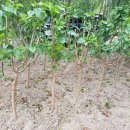 무궁화 슈퍼 이미지