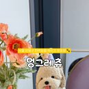 멍그레츄 이미지