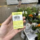 양재꽃시장 화훼단지 화분 구매 후기 (시간, 주차, 가격)