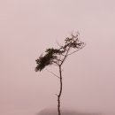 옥정호구절초테마공원 이미지