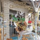 아지농장 이미지