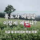 하얀메밀꽃 | 양산 가볼만한곳 통도사 극암람 메밀꽃 실시간 후기 부산근교 데이트 명소 추천