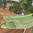 청결농장 이미지