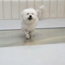 뚱이하우스 이미지