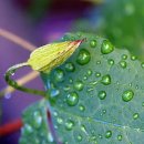 새벽이슬 이미지