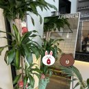 APENNER(아페너) 이미지