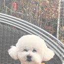 예뻐해줄개 이미지