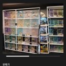9골드렙타일