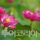 연꽃향 이미지