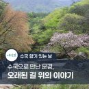 영남중용주 | 예던길 72호 [수국 향기 있는 날] 수국水國으로 만난 문경, 오래된 길 위의 이야기